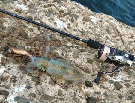 今年はアオリイカが多いのか少ないのか